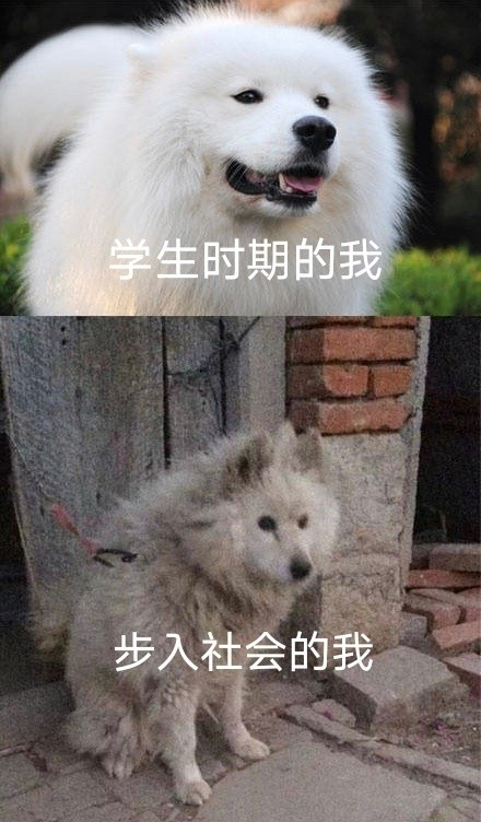 雙非大三，績(jī)點(diǎn)低，想去香港留學(xué)來得及嗎？怎么補(bǔ)救？